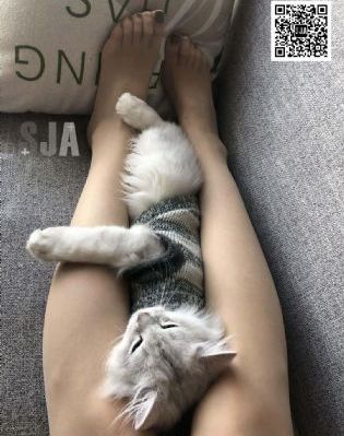 古惑仔6胜者为王在线观看国语_1080P免费观看电视剧